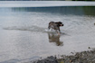 plantschen im Schliersee, das Paradies für Hunde